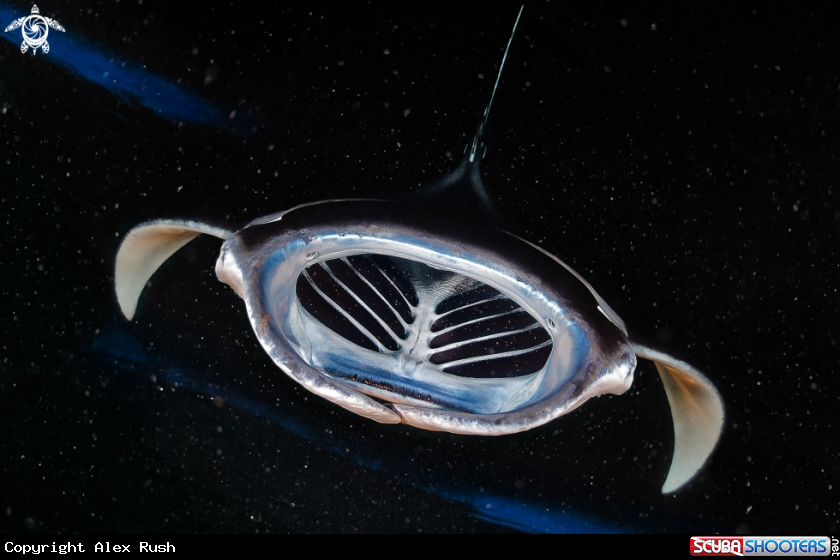 A Manta ray