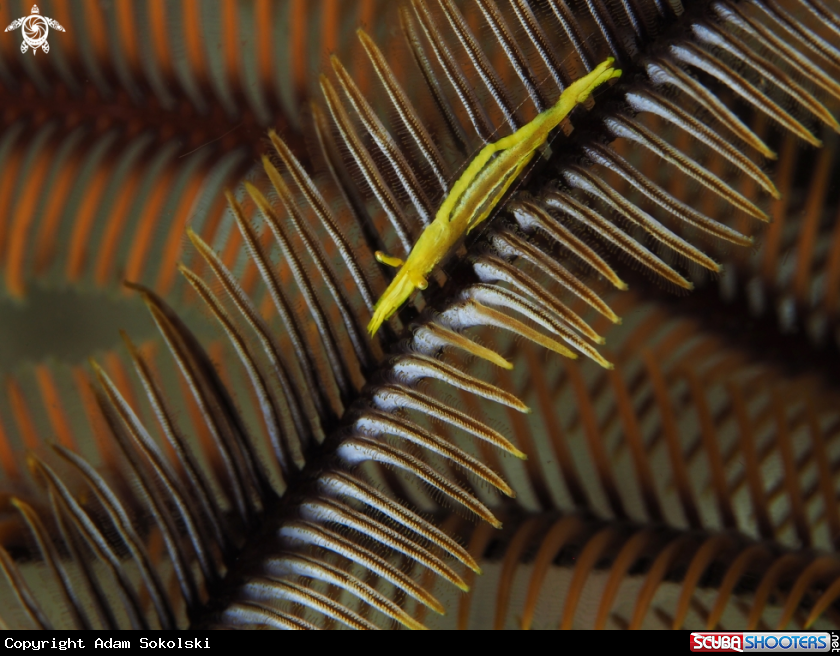 A Crinoid shrimp