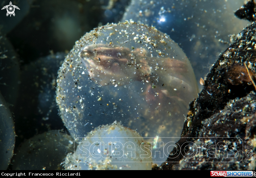 A Flamboyant Cuttlefish