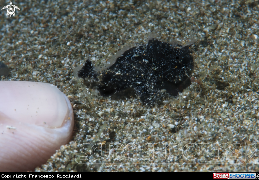 A Juvenile Hairy Frogfish