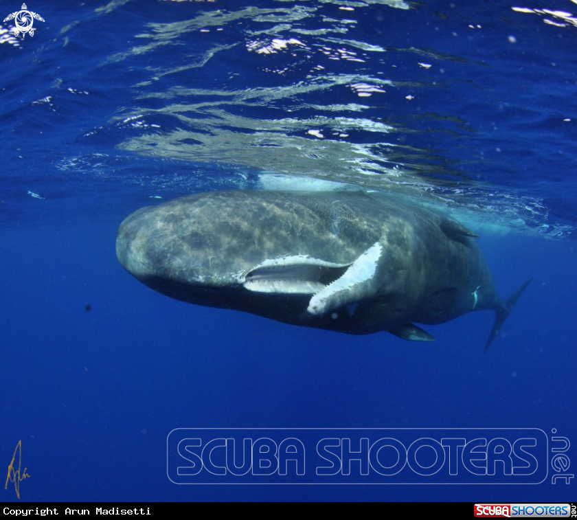 A Sperm whale