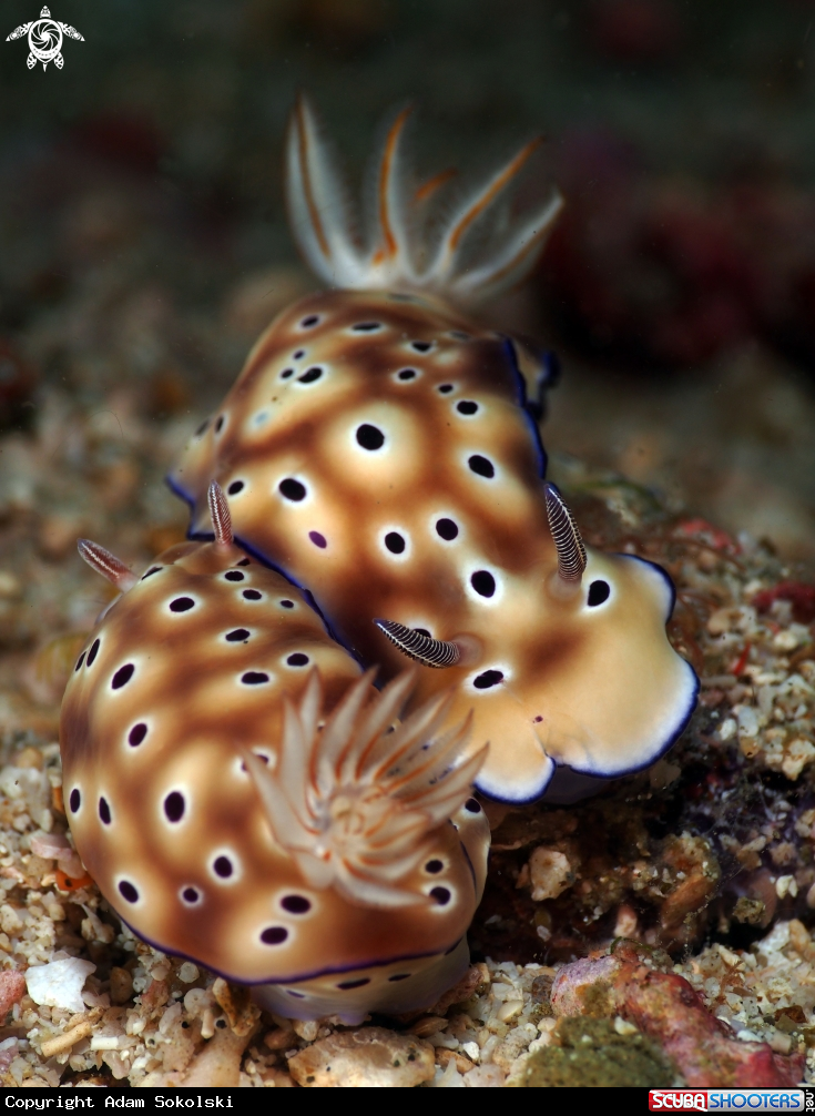 A Nudibranch