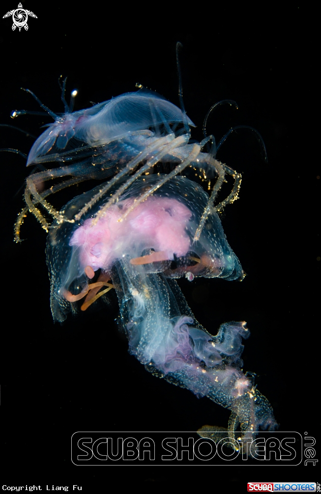 A larval spiny lobster hitchhiking on a Pelagia jelly