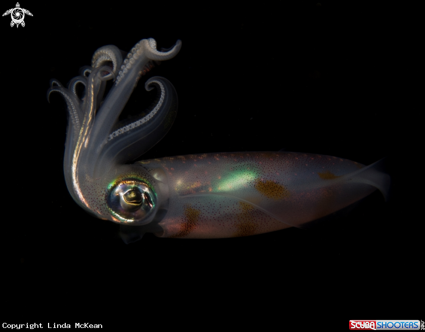 A Bigfin Reef Squid