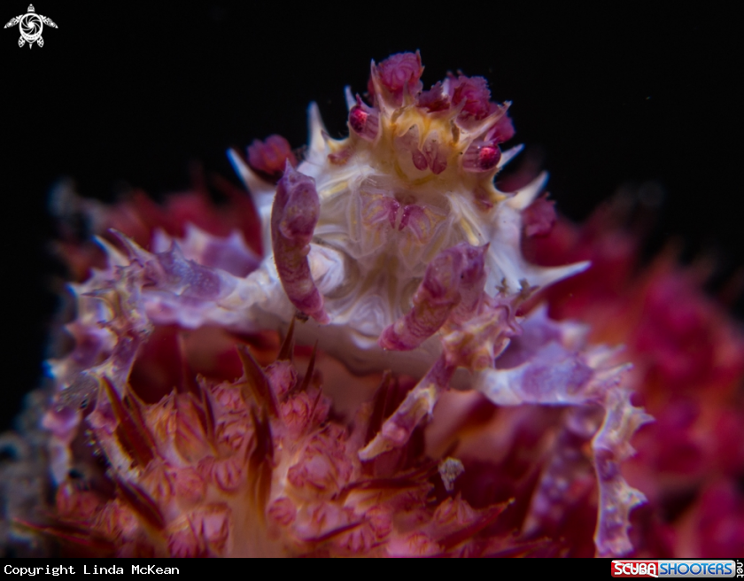 A Candy Crab