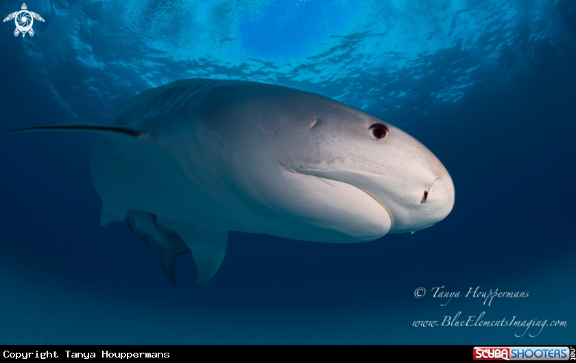 A Tiger Shark