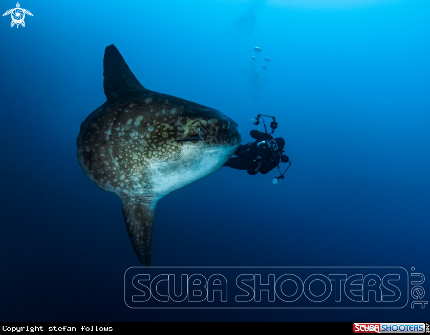 A Southern Ocean Sunfish