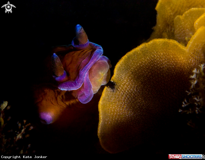 A Black Nudibranch