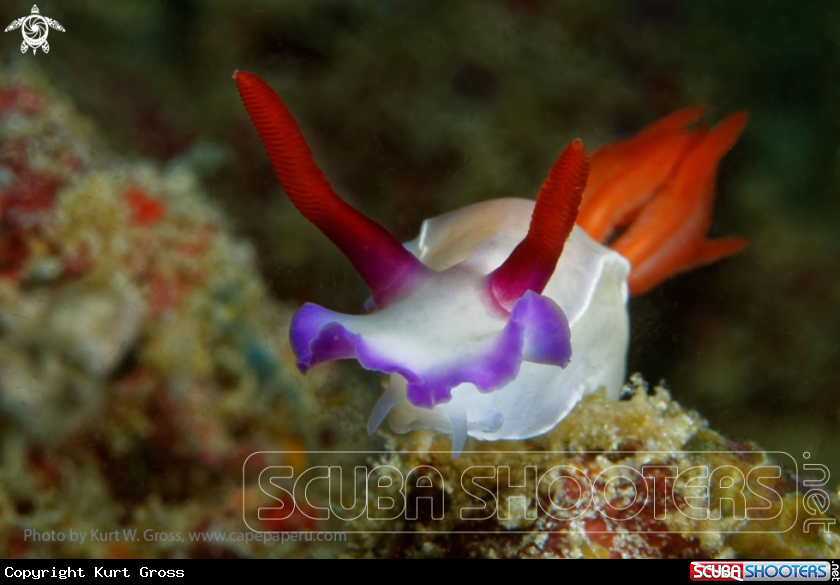 A Nudibranche