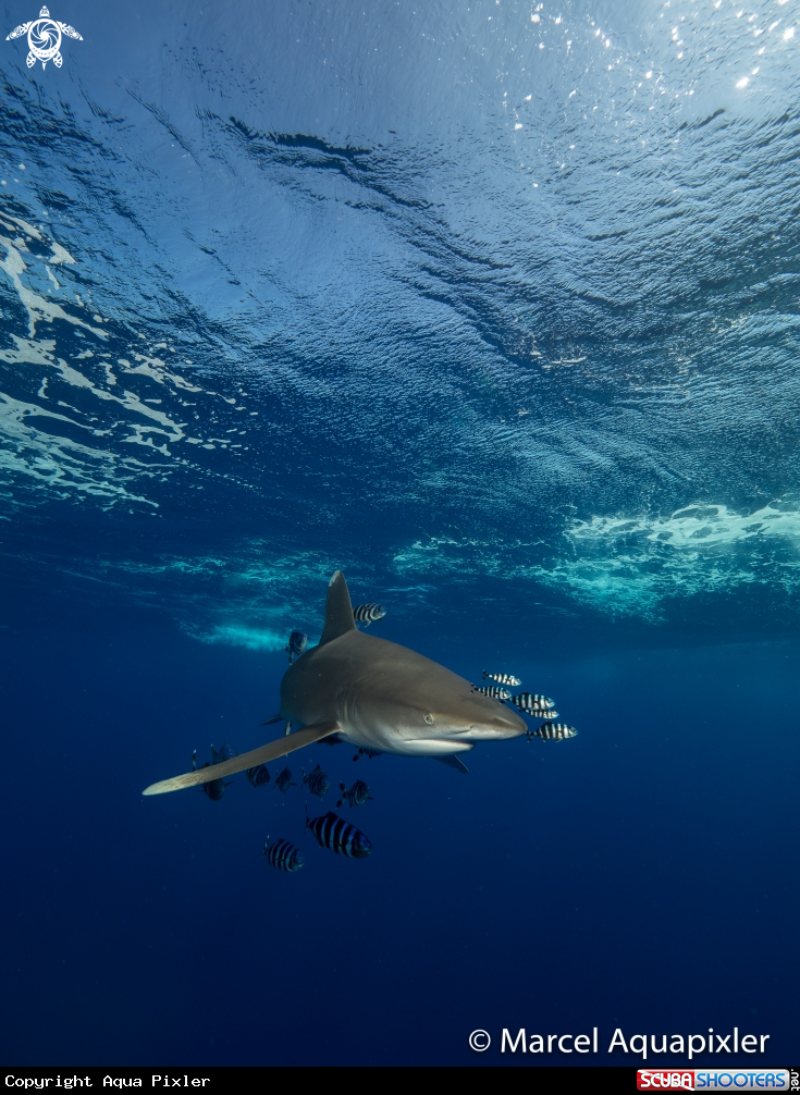 A Oceanic White Tip Shark