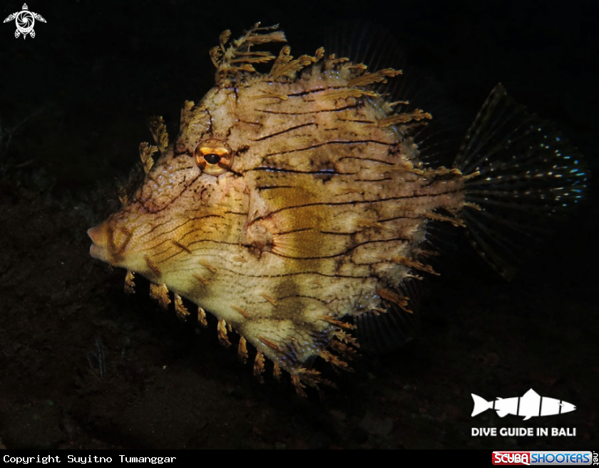 A filefish