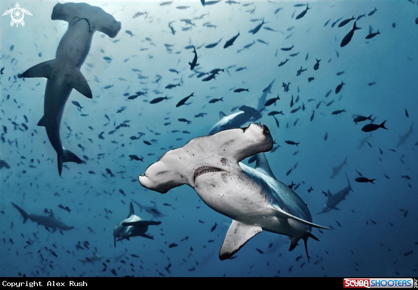 A Hammerhead shark