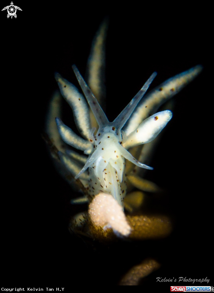 A Nudibranch