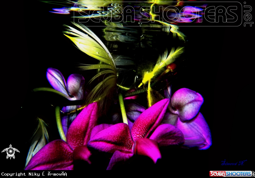 A underwater creature