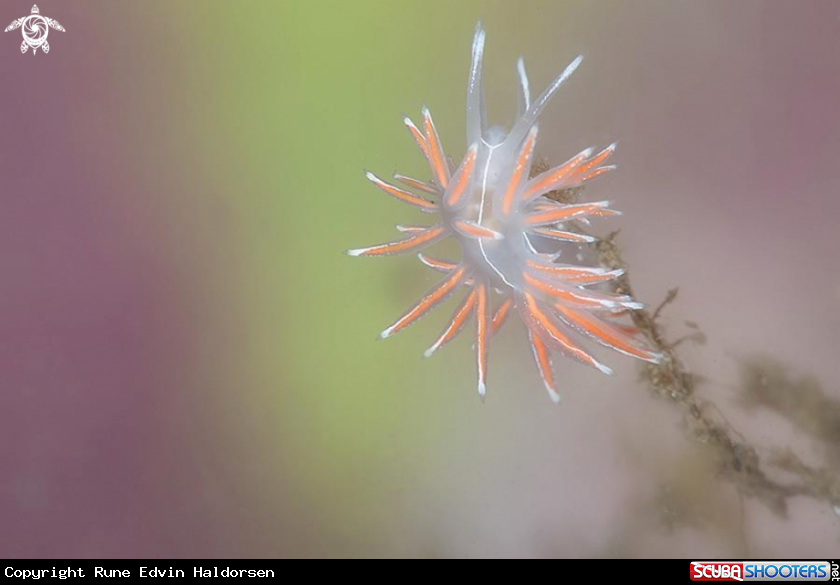 A Flabellina SP