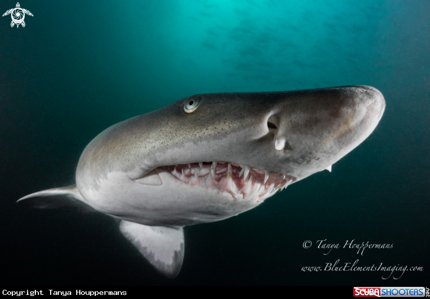 A Sand Tiger Shark
