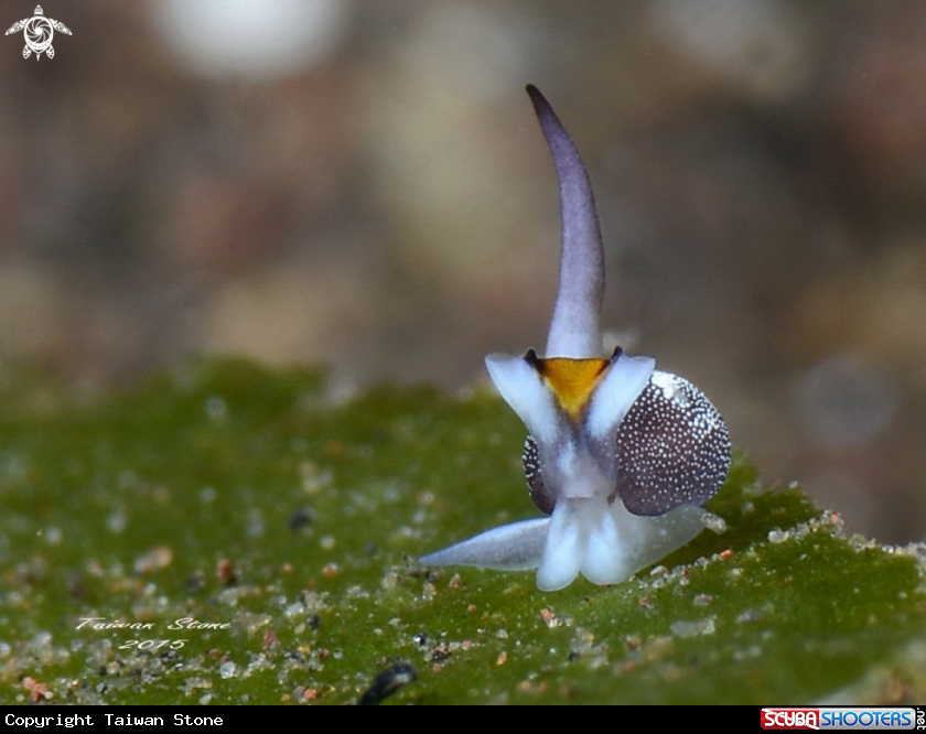 A Nudi