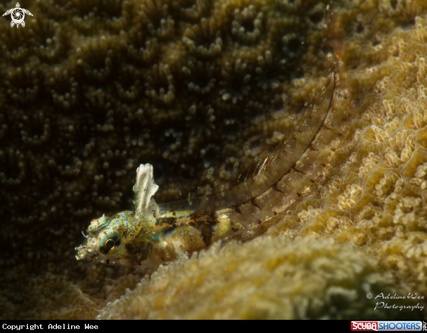 A Flagfin blenny