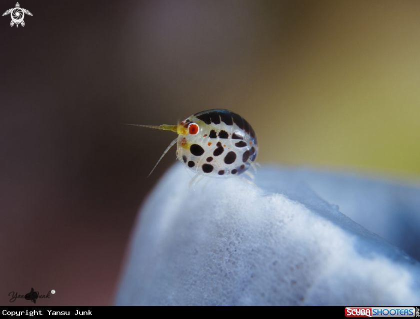 A Lady bug