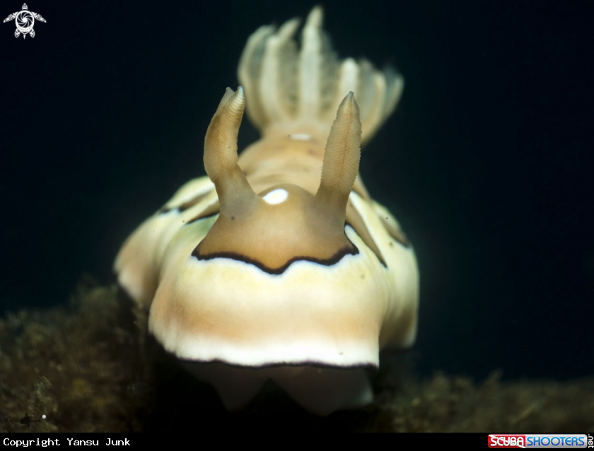 A Goniobranchus coi