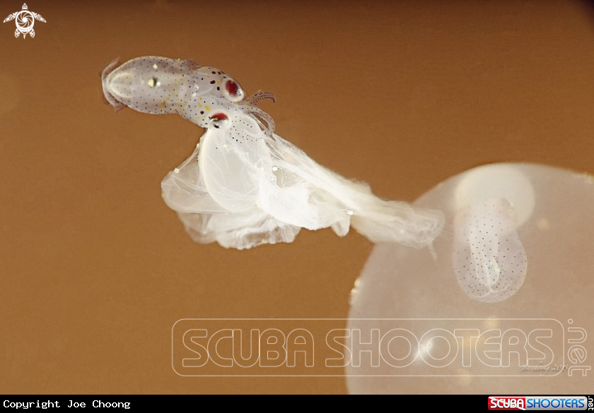 A Squid babies