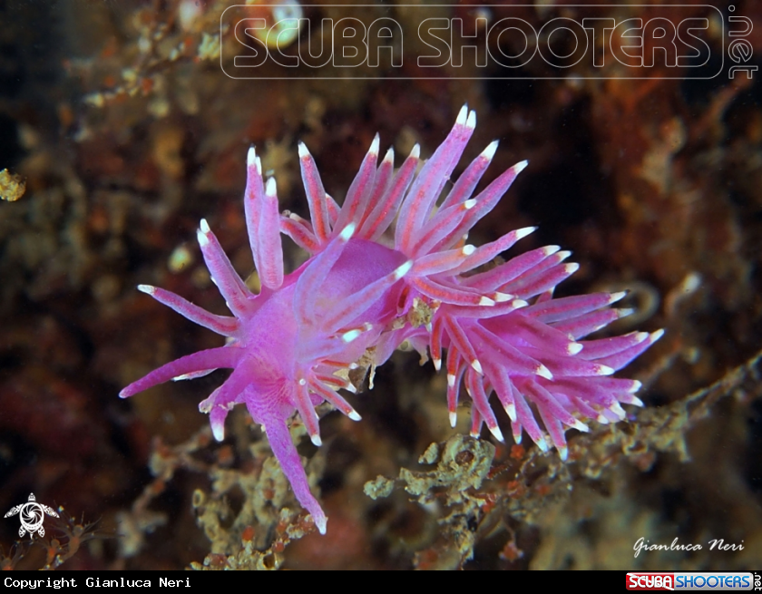 A Flabellina