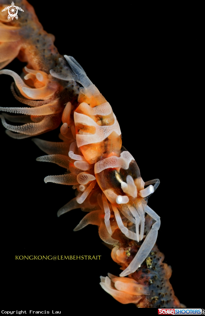 A Wire coral shrimp