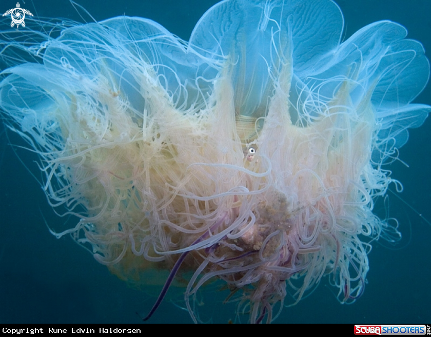 A Jellyfish