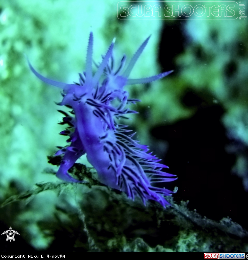 A underwater creature