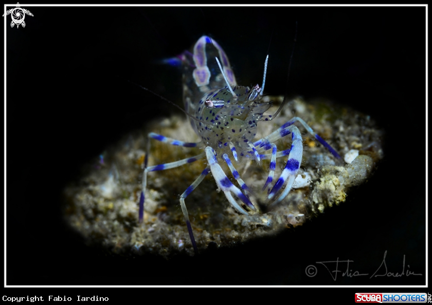 A Periclimenes amethysteus
