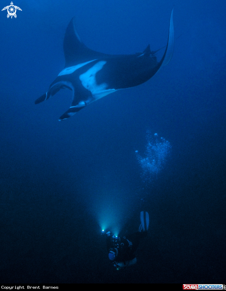A Manta Ray