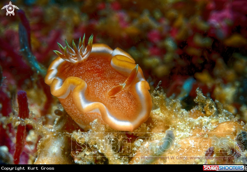 A Nudibranche