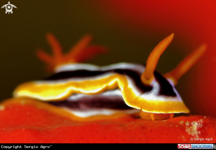 A Nudibranco