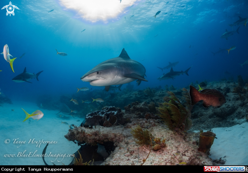 A Tiger Shark