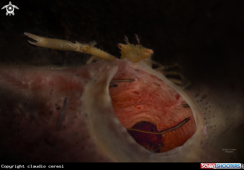 A porcellain crab