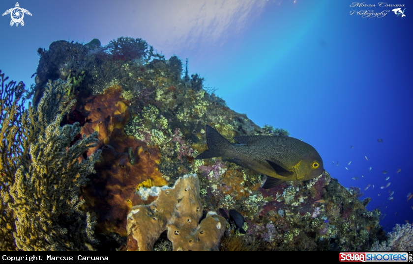 A Sweetlips Fish