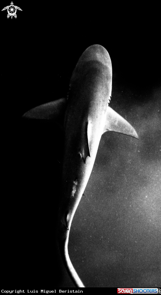 A Carcharhinus Leucas