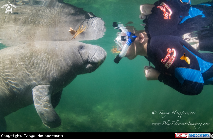 A Manatee