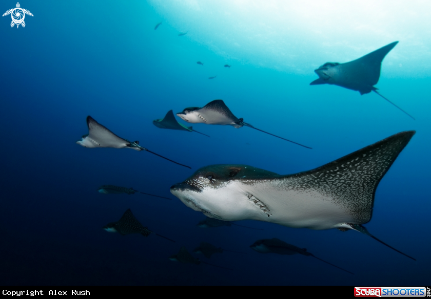A Eagle ray