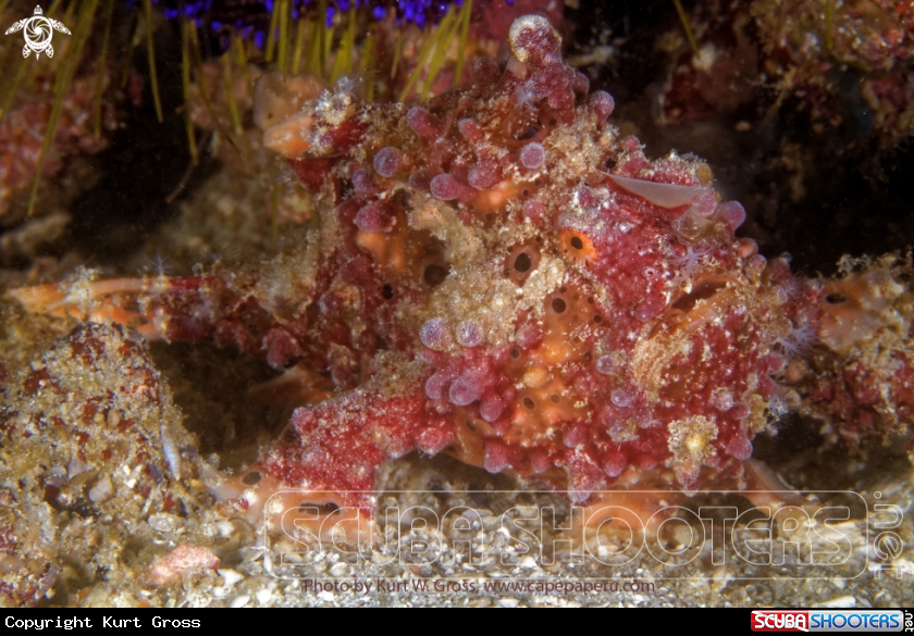 A Frog Fish