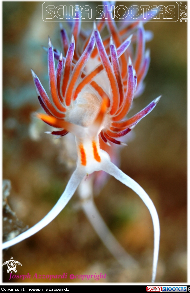 A underwater creature