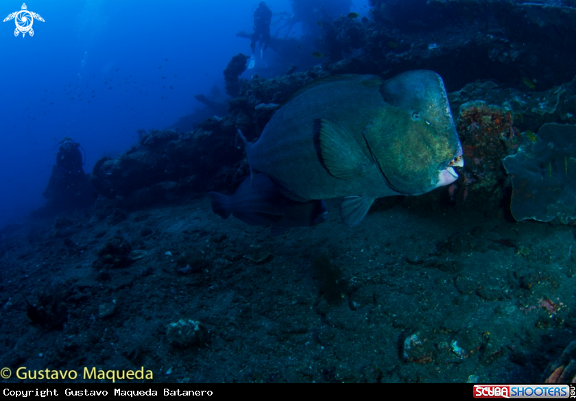 A Bumphead parrotfish