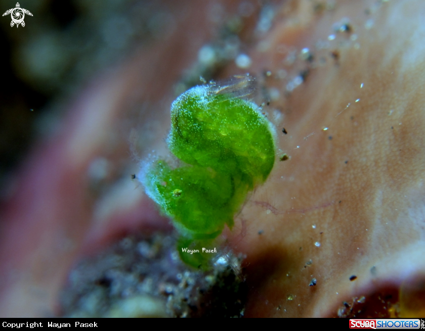 A Algae