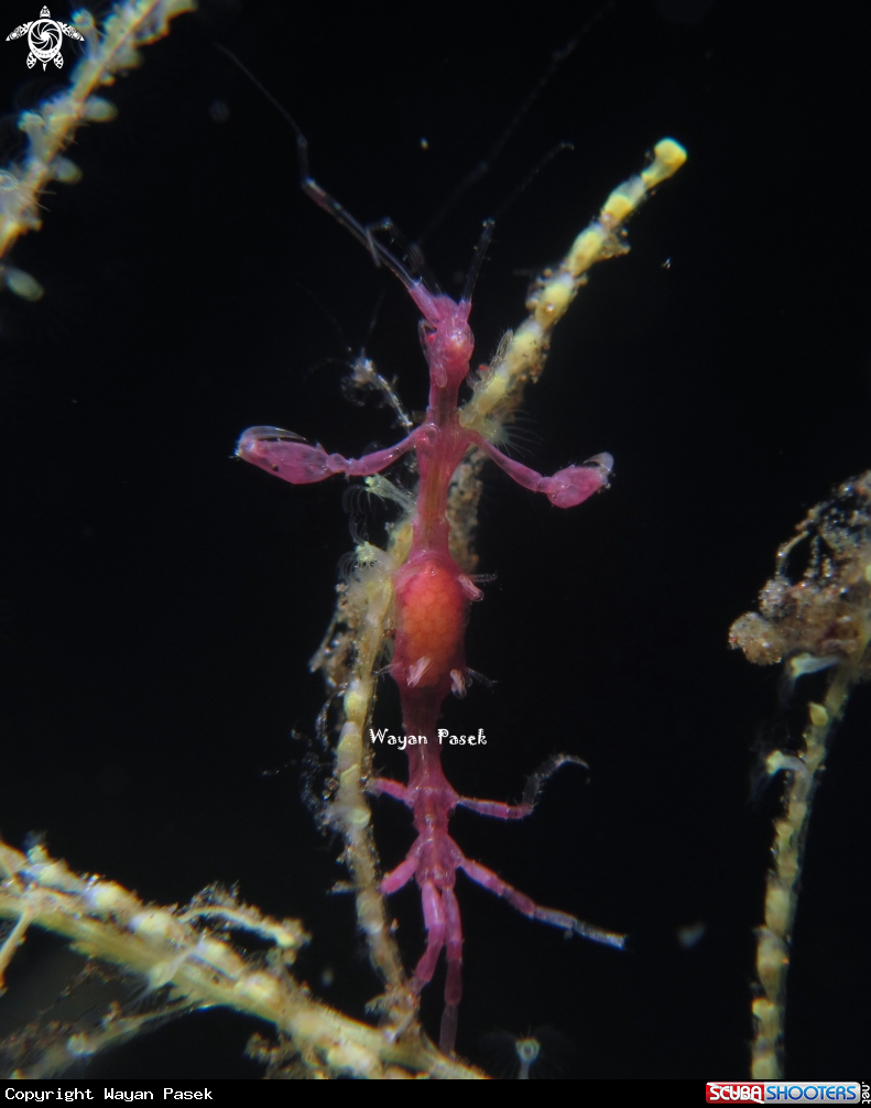 A Skeleton Shrimp