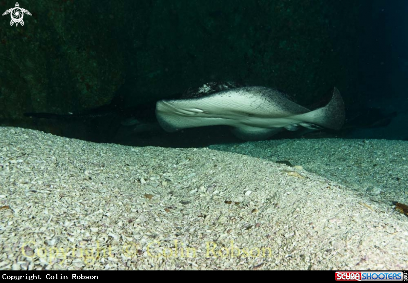 A stingray
