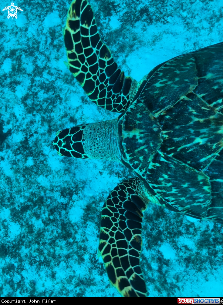 A Hawksbill sea trutle