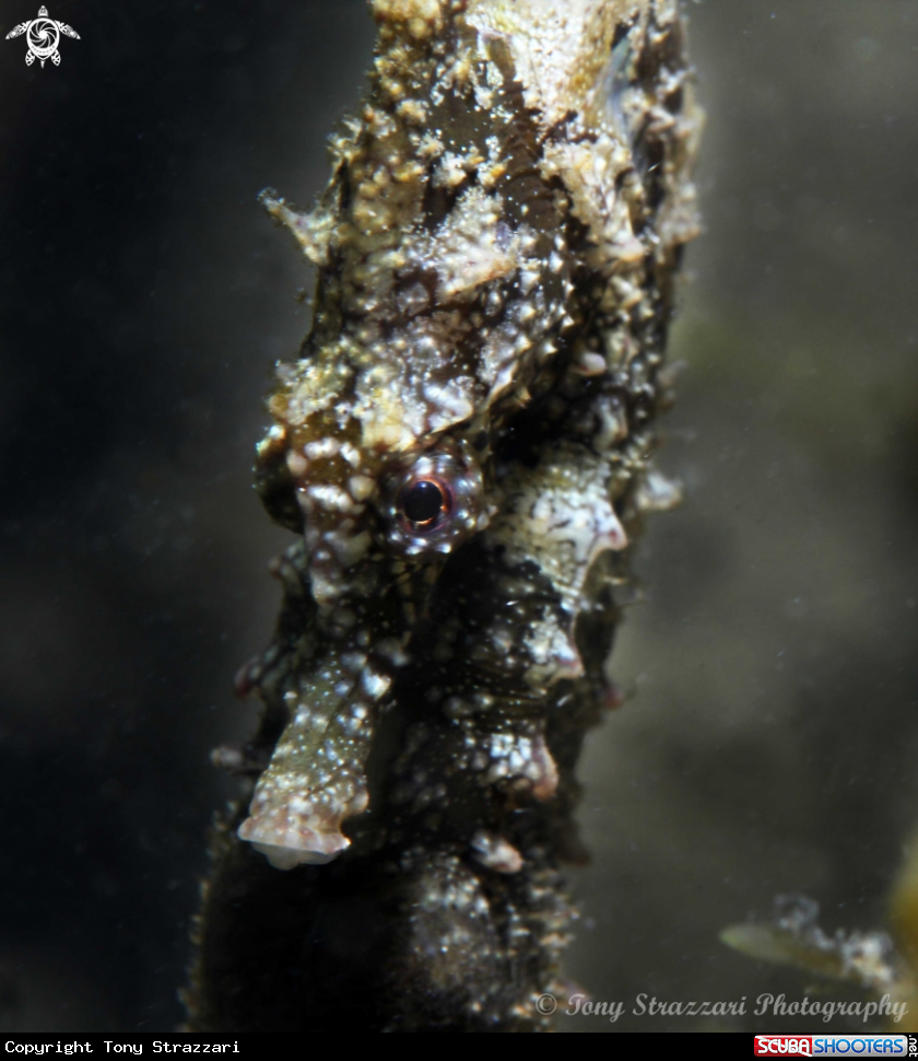 A White's seahorse