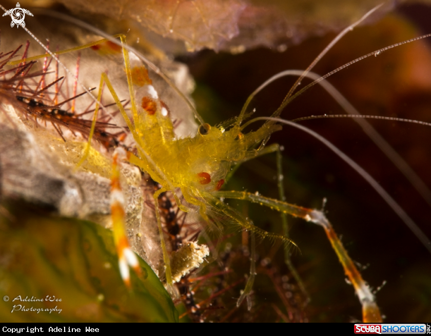 A Golden coral shrimp