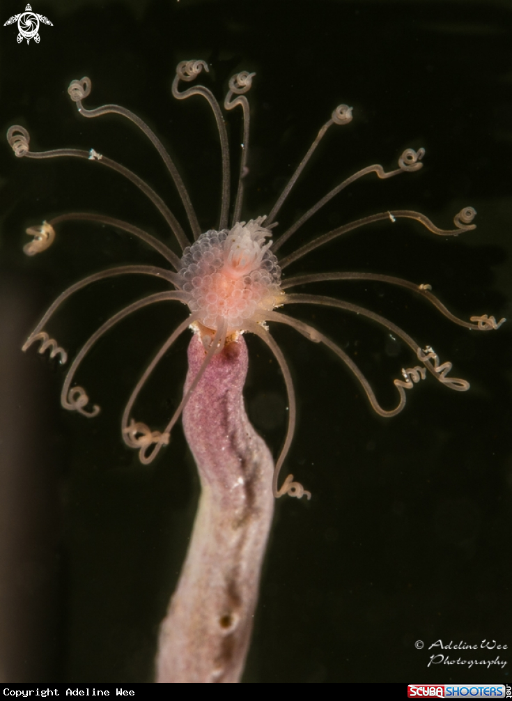 A Gorgonian hydroid 