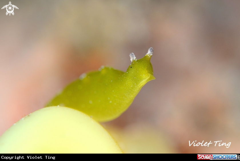 A Nudibranch